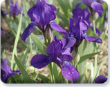 Iris aphylla 'Slick'