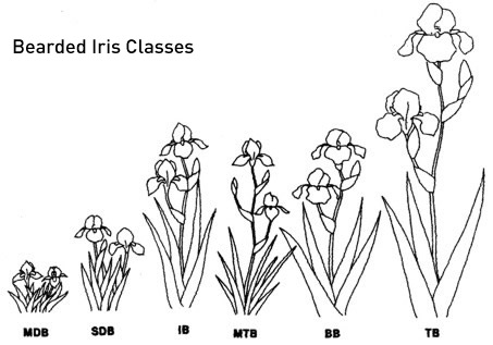 Bearded Iris Types
