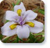Iris henryii